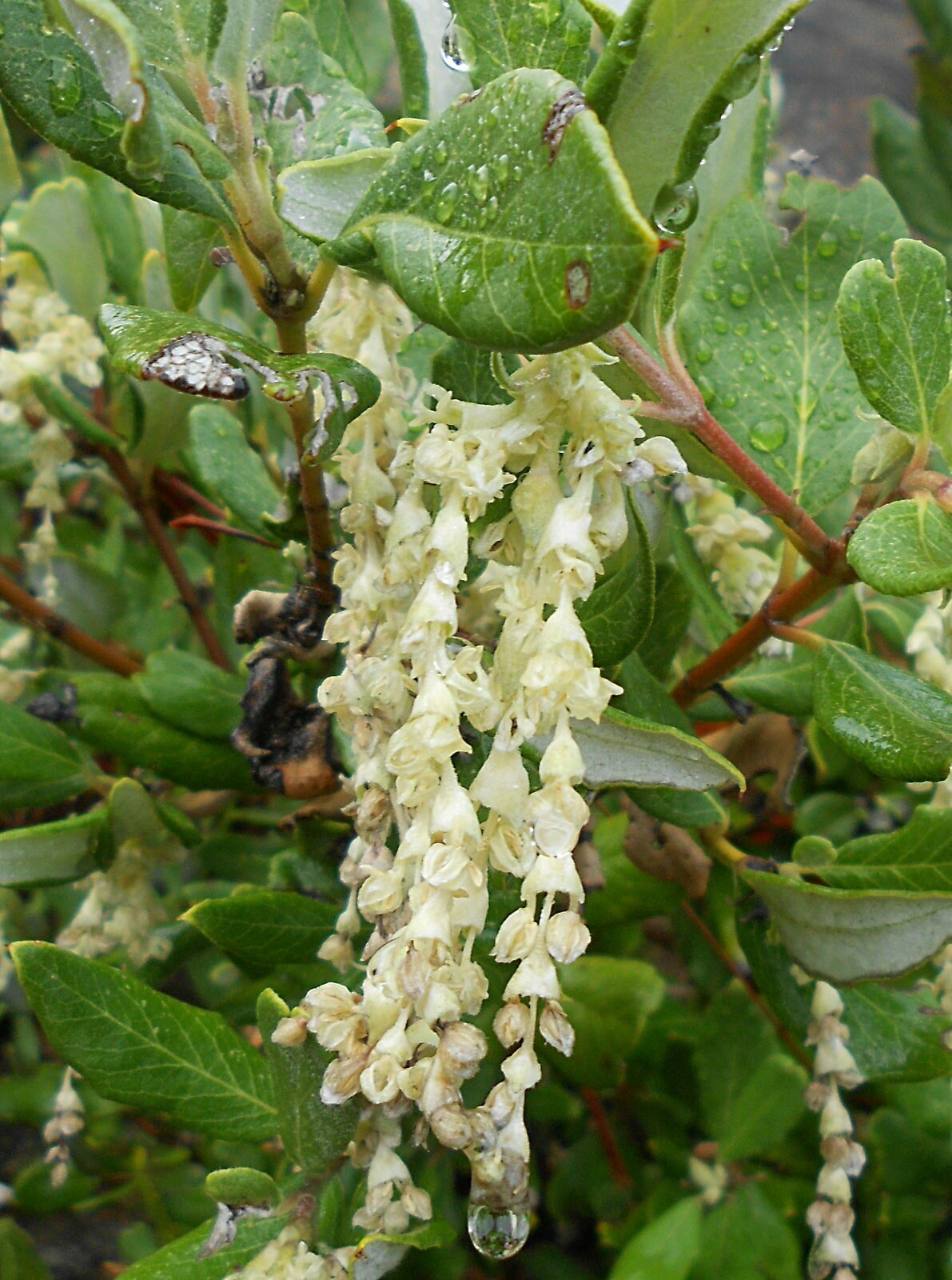 High Resolution Garrya veatchii Flower